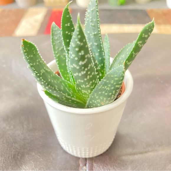 Green Succulent in White Pot - Picture 1 of 6